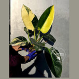 Variegated Philodendron Green Congo Original - Large Form (June-23-57)