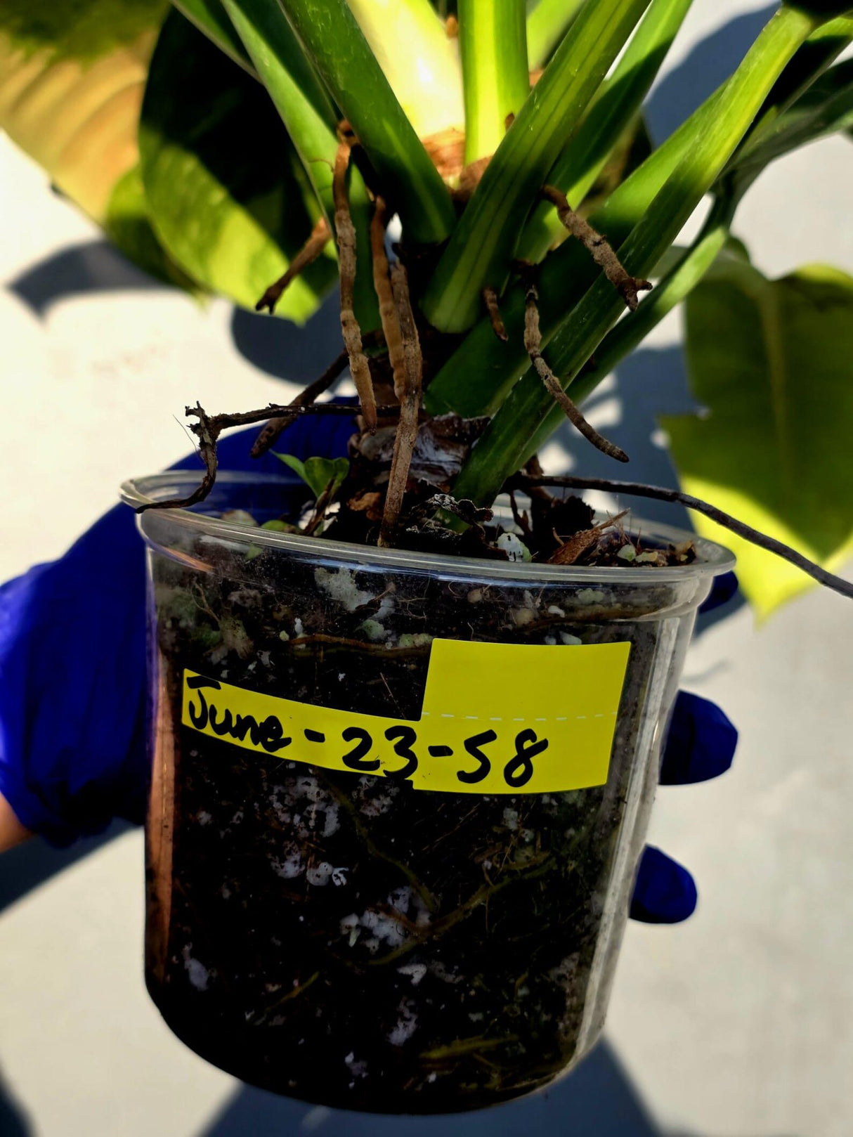 Philodendron Green Congo Hybrid Variegated -Large Form  (June-23-58)