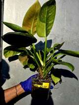 Philodendron Green Congo Hybrid Variegated -Large Form  (June-23-58)