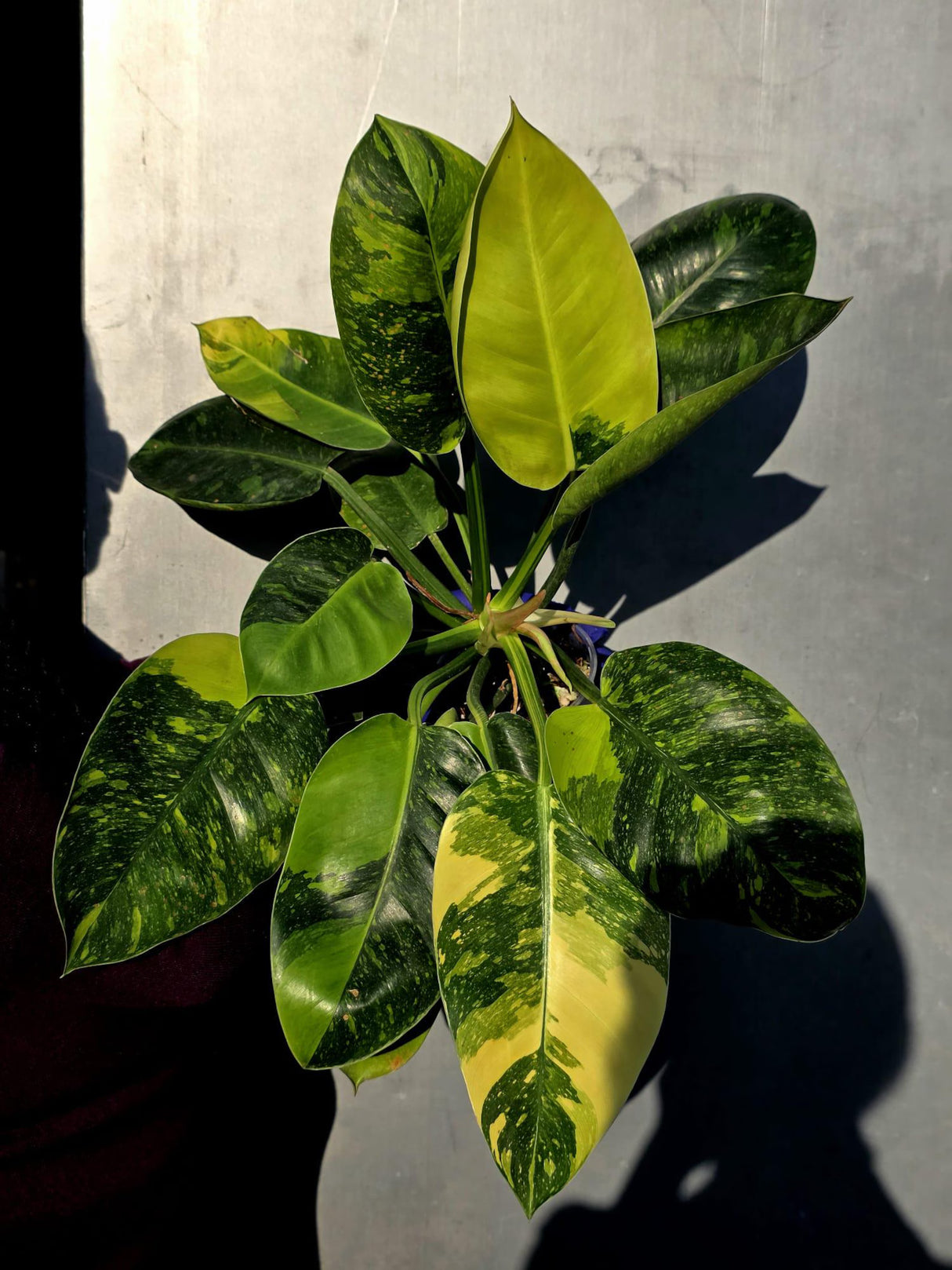 Philodendron Green Congo Hybrid Variegated -Large Form  (June-23-58)