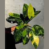 Philodendron Green Congo Hybrid Variegated -Large Form  (June-23-58)