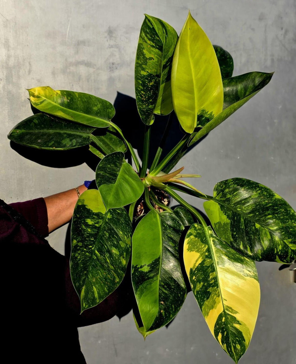 Philodendron Green Congo Hybrid Variegated -Large Form  (June-23-58)