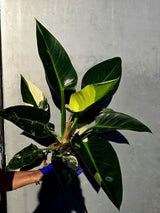 Variegated Philodendron Green Congo Original - Large Form (June-23-56)