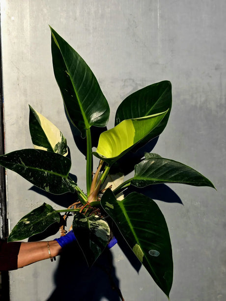 Variegated Philodendron Green Congo Original - Large Form (June-23-56)