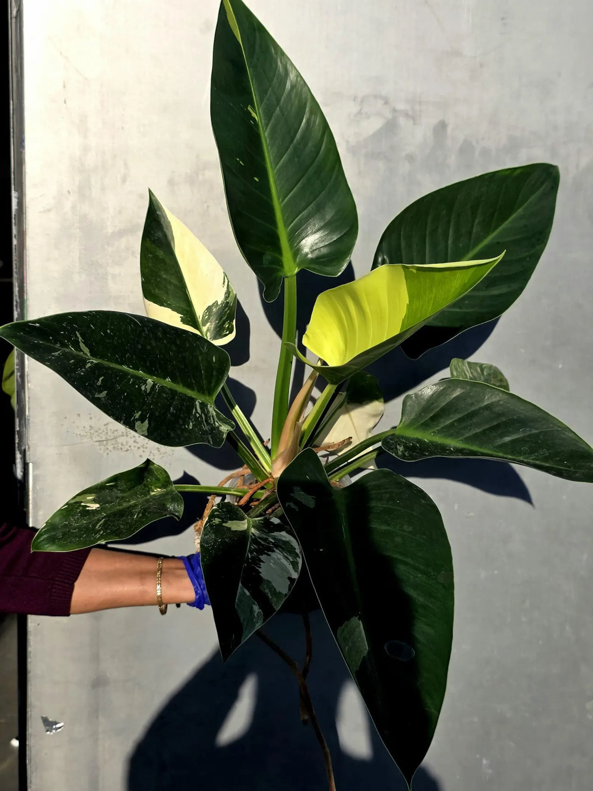 Variegated Philodendron Green Congo Original - Large Form (June-23-56)