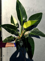 Variegated Philodendron Green Congo Original - Large Form (June-23-56)