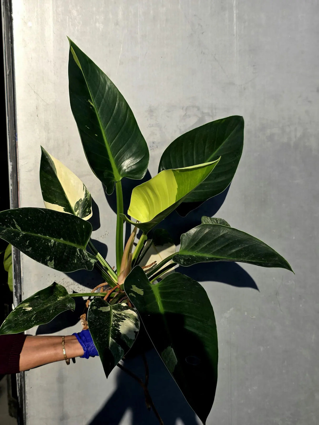 Variegated Philodendron Green Congo Original - Large Form (June-23-56)