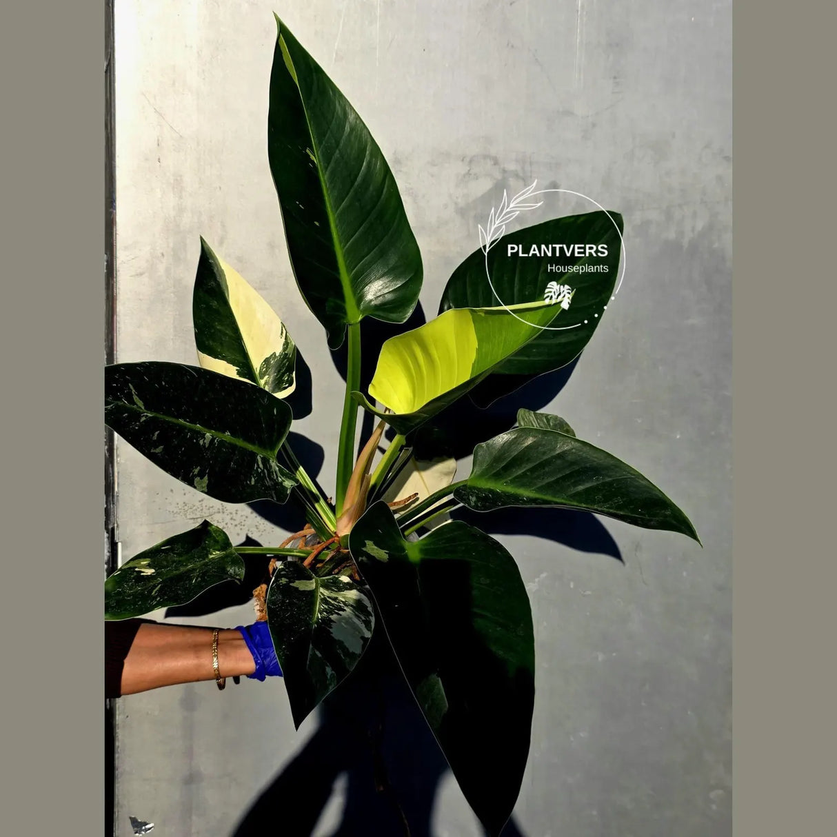 Variegated Philodendron Green Congo Original - Large Form (June-23-56)