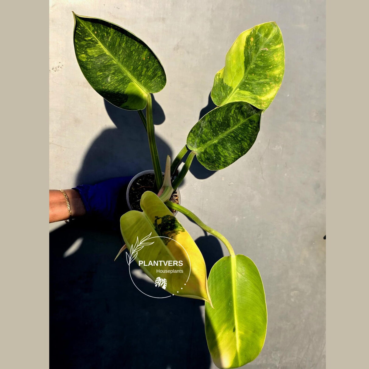 Philodendron Green Congo Hybrid Variegated -(June-23-53)