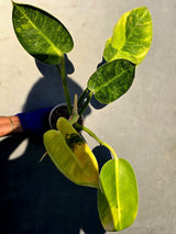 Philodendron Green Congo Hybrid Variegated -(June-23-53)