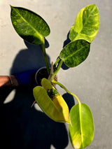 Philodendron Green Congo Hybrid Variegated -(June-23-53)