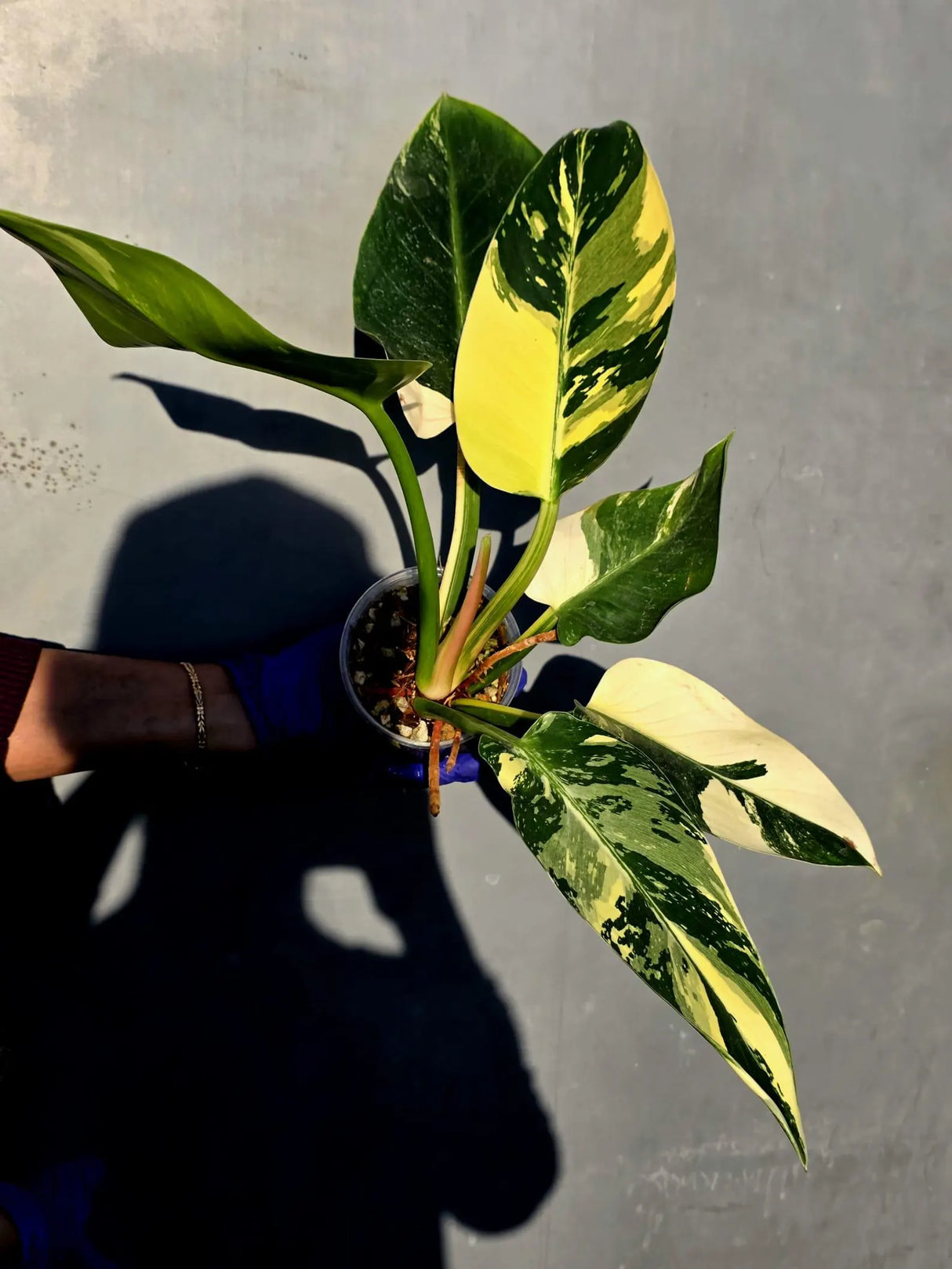 Variegated Philodendron Green Congo Original - (June-23-55)