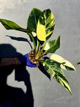 Variegated Philodendron Green Congo Original - (June-23-55)