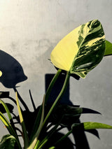 Variegated Philodendron Green Congo Original - Large Form (June-23-54)