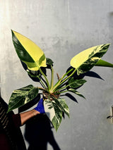 Variegated Philodendron Green Congo Original - Large Form (June-23-54)