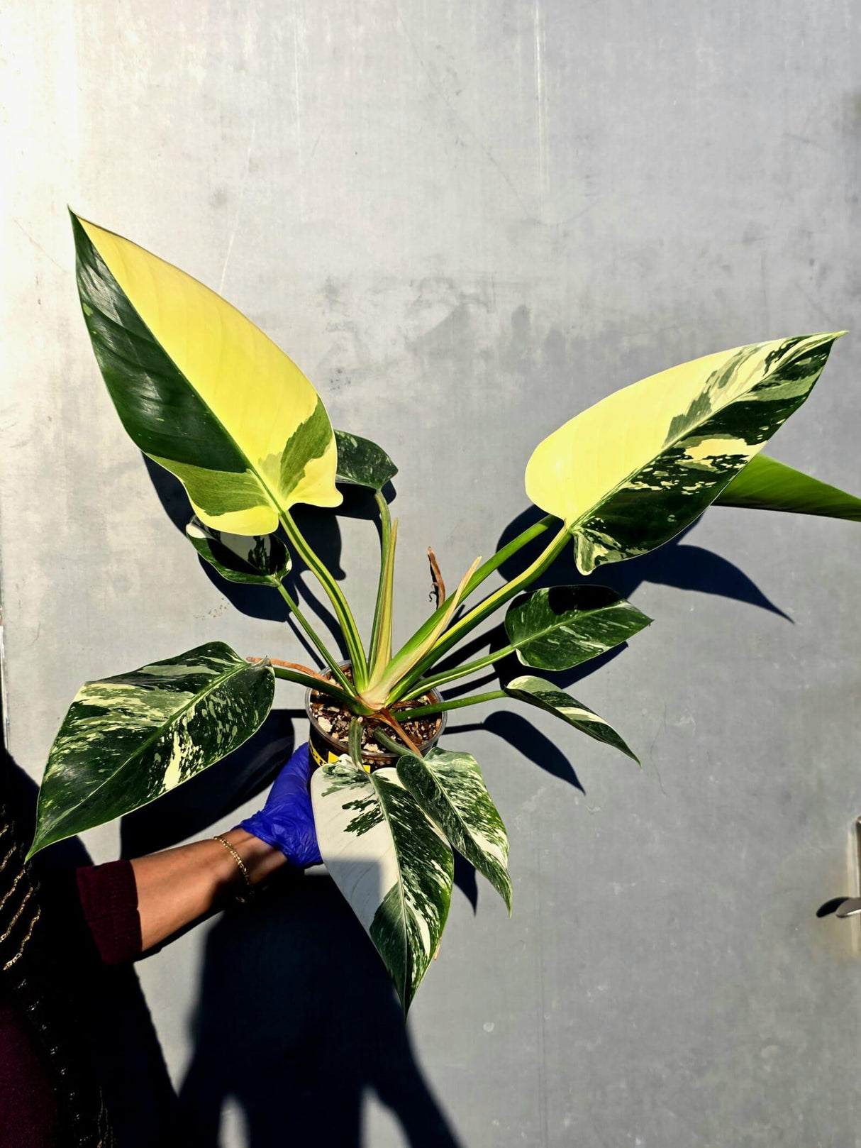 Variegated Philodendron Green Congo Original - Large Form (June-23-54)