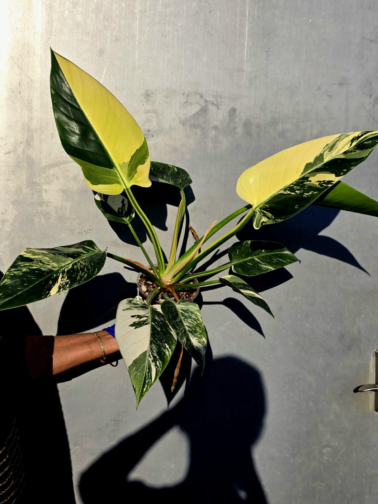 Variegated Philodendron Green Congo Original - Large Form (June-23-54)