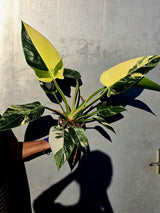Variegated Philodendron Green Congo Original - Large Form (June-23-54)