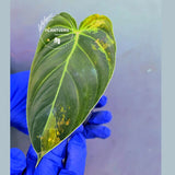 Philodendron Melanochrysum Variegated -(June-21-11)