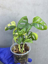 Monstera Adansonii Aurea Variegated - Swiss Cheese Premium (June-23-24)
