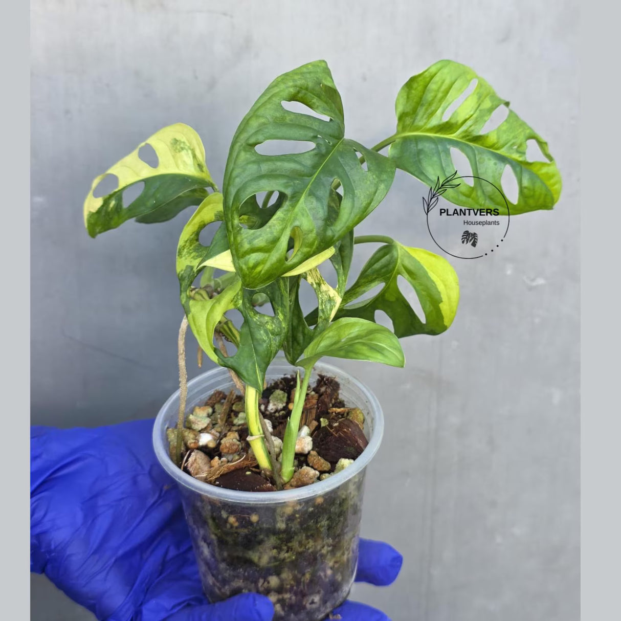 Monstera Adansonii Aurea Variegated - Swiss Cheese Premium (June-23-24)