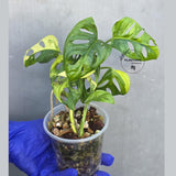 Monstera Adansonii Aurea Variegated - Swiss Cheese Premium (June-23-24)