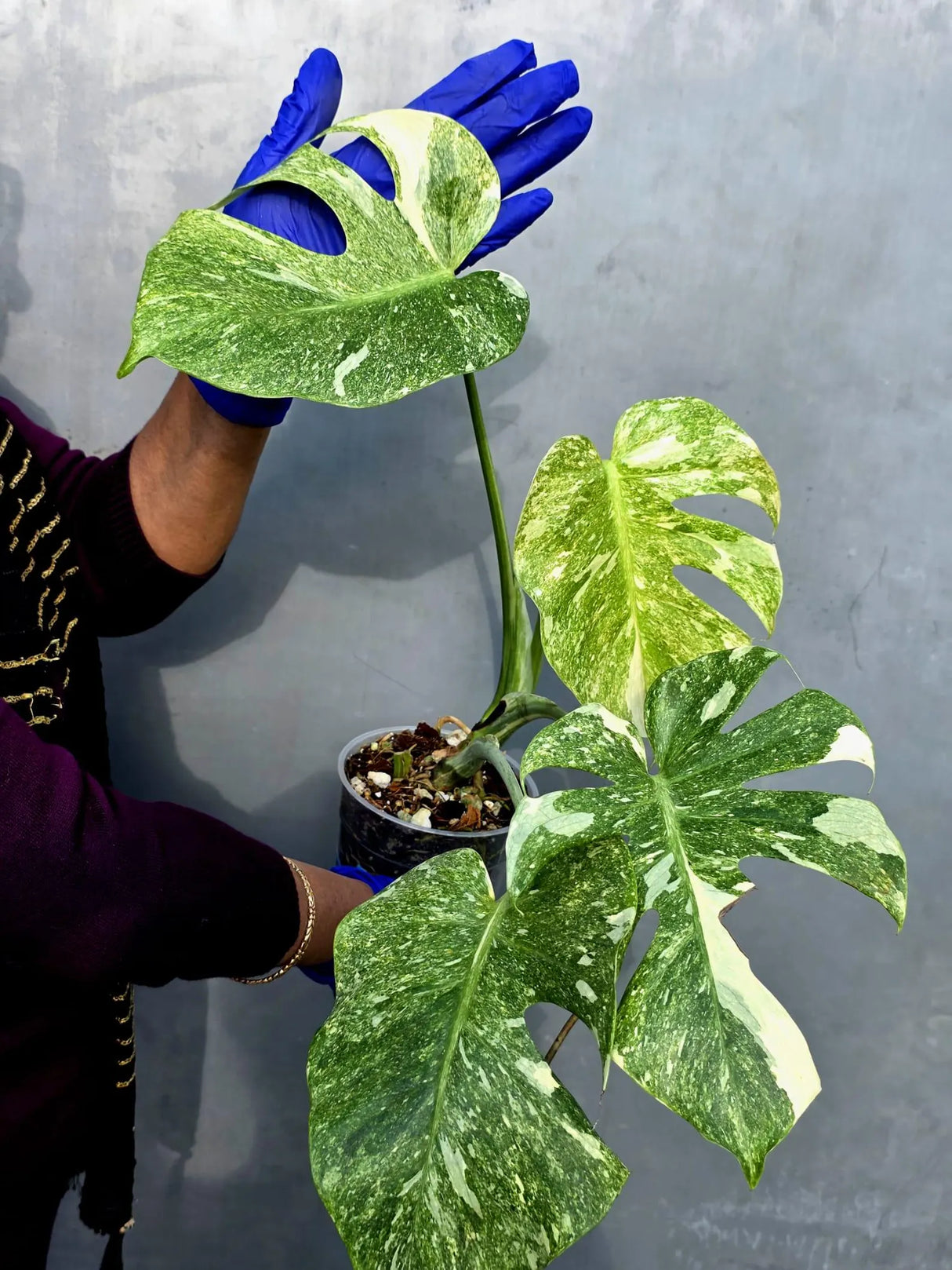 Monstera Deliciosa Platinum Live Plant - Super Rare Variegated Monstera (June-22-46-ER)