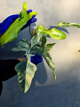 Variegated Philodendron Florida Beauty x Mayoi - Super Rare Plant (June-22-107-ER)