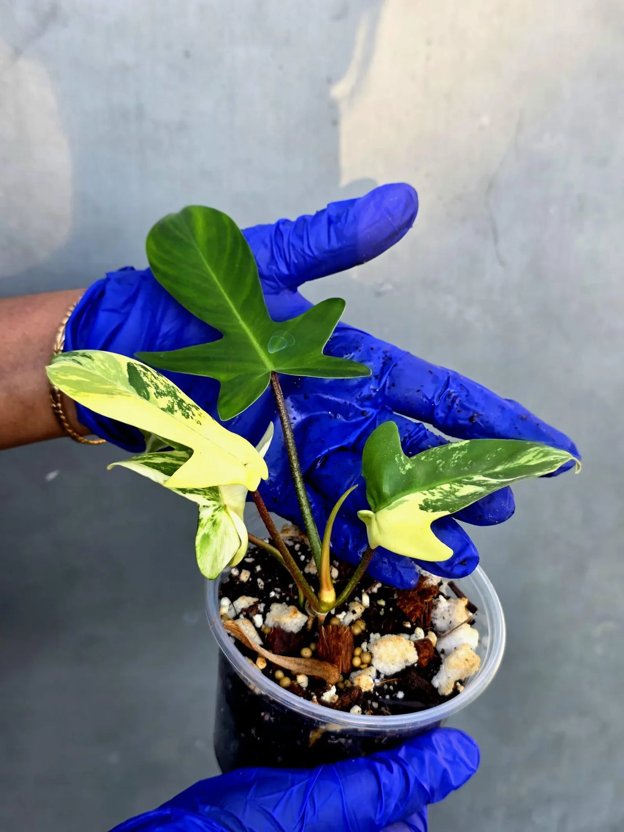 Variegated Philodendron Florida Beauty - Rare Collector Plant (June-22-118-ER)