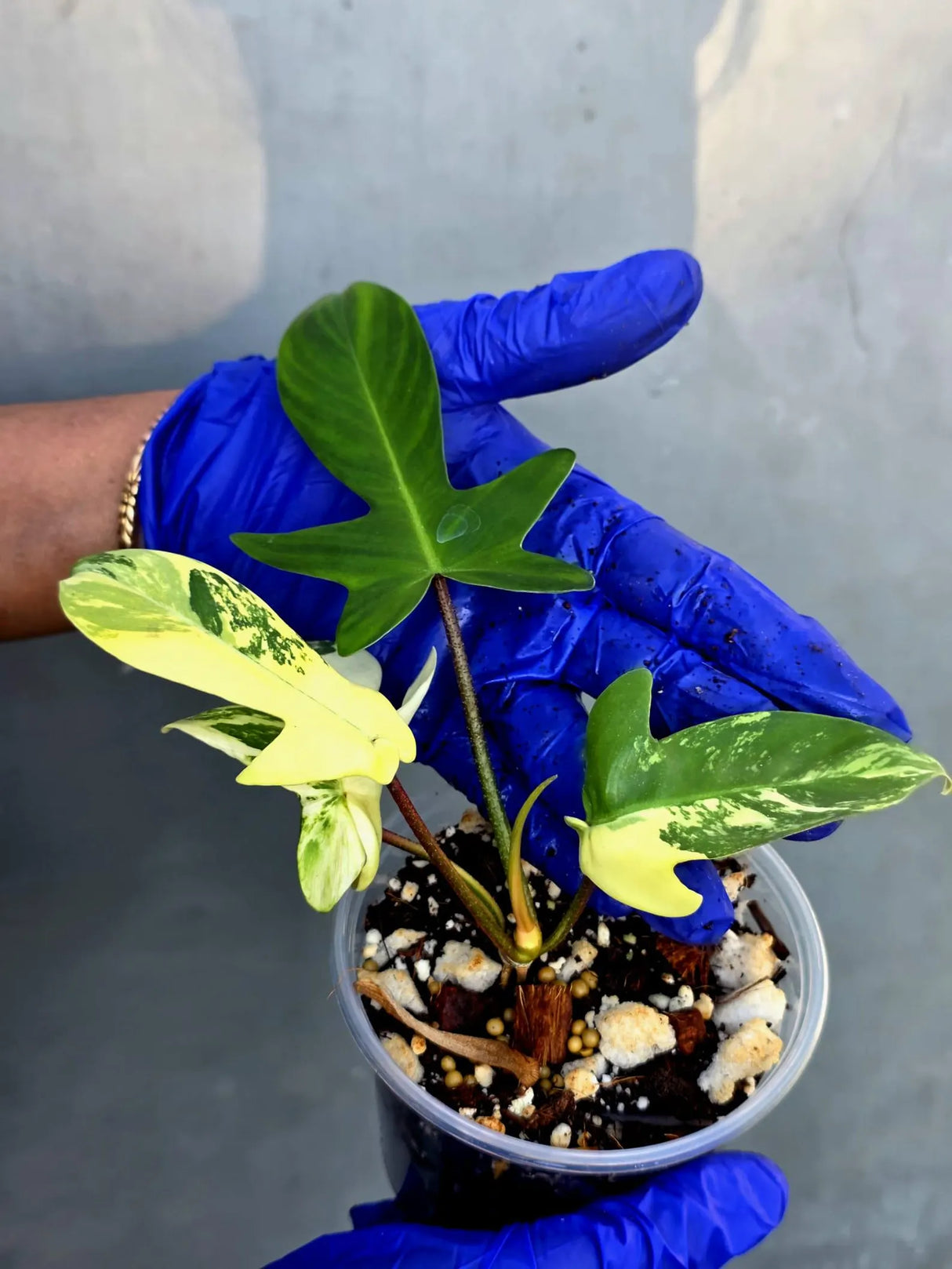 Variegated Philodendron Florida Beauty - Rare Collector Plant (June-22-118-ER)