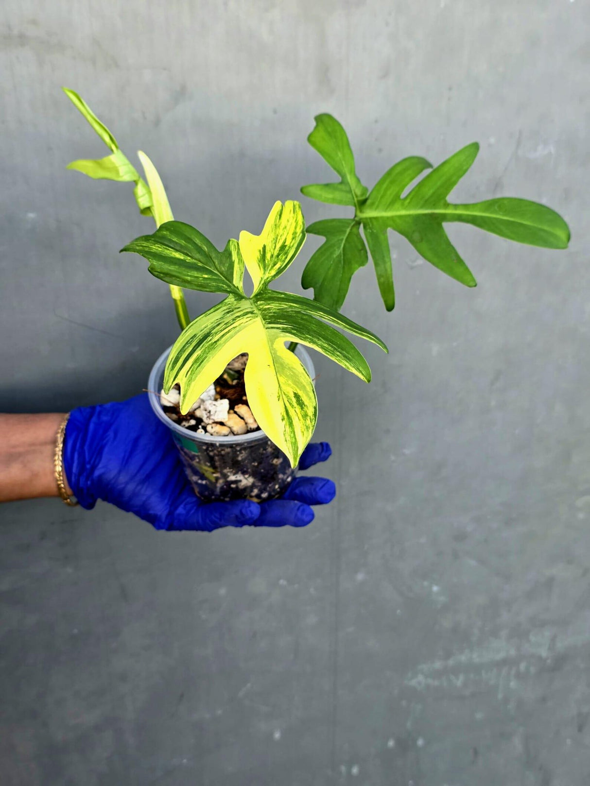 Variegated Philodendron Florida Beauty - Rare Collector Plant - Exact Plant (June-21-21-ER)