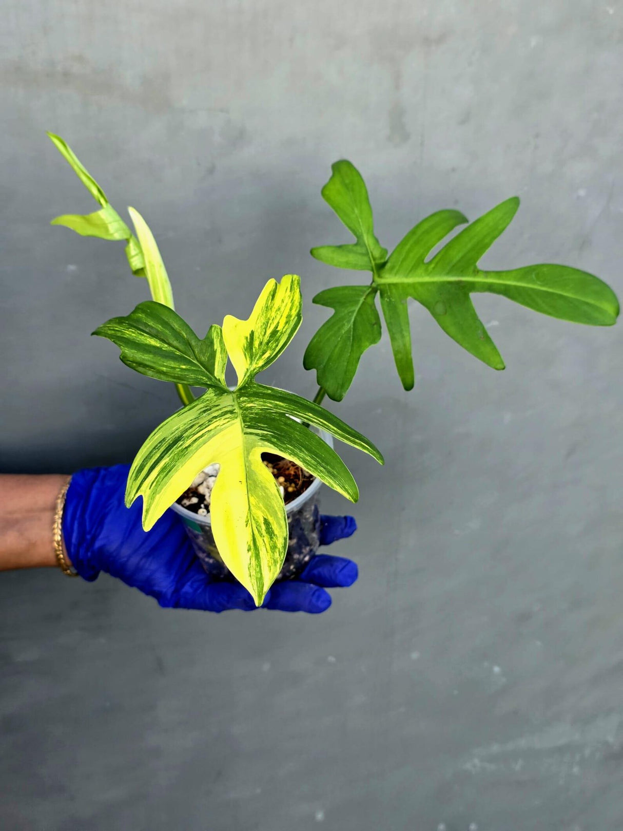 Variegated Philodendron Florida Beauty - Rare Collector Plant - Exact Plant (June-21-21-ER)