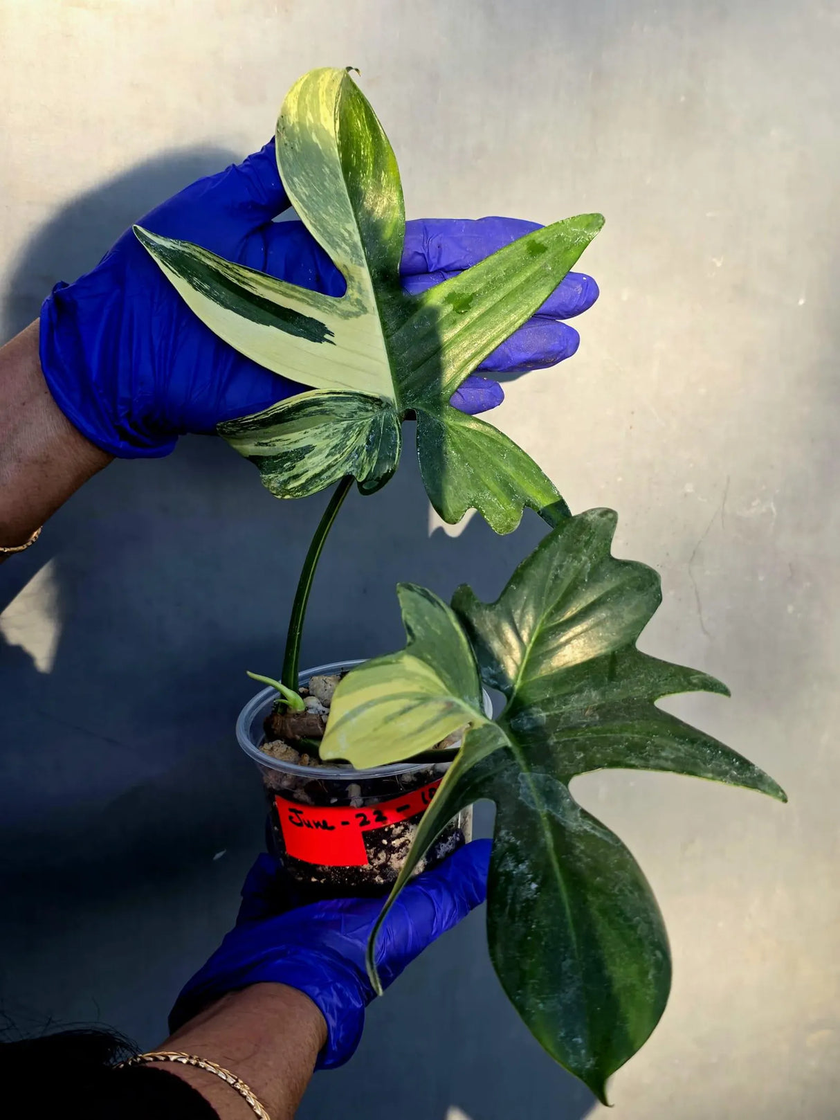 Philodendron Pedatum Variegated - Rare Variegated Oak Leaf (June-22-105-ER)