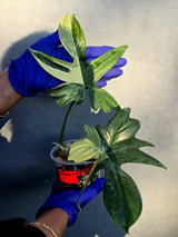 Philodendron Pedatum Variegated - Rare Variegated Oak Leaf (June-22-105-ER)