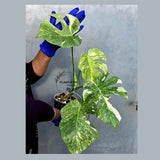 Monstera Deliciosa Platinum Live Plant - Super Rare Variegated Monstera (June-22-46-ER)