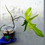 Variegated Philodendron Florida Beauty x Mayoi - Super Rare Plant (June-21-57-ER)