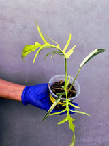 Philodendron Florida Beauty x Tortum Extremely (June-23-49-ER )