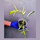 Philodendron Florida Beauty x Tortum Extremely (June-23-49-ER )
