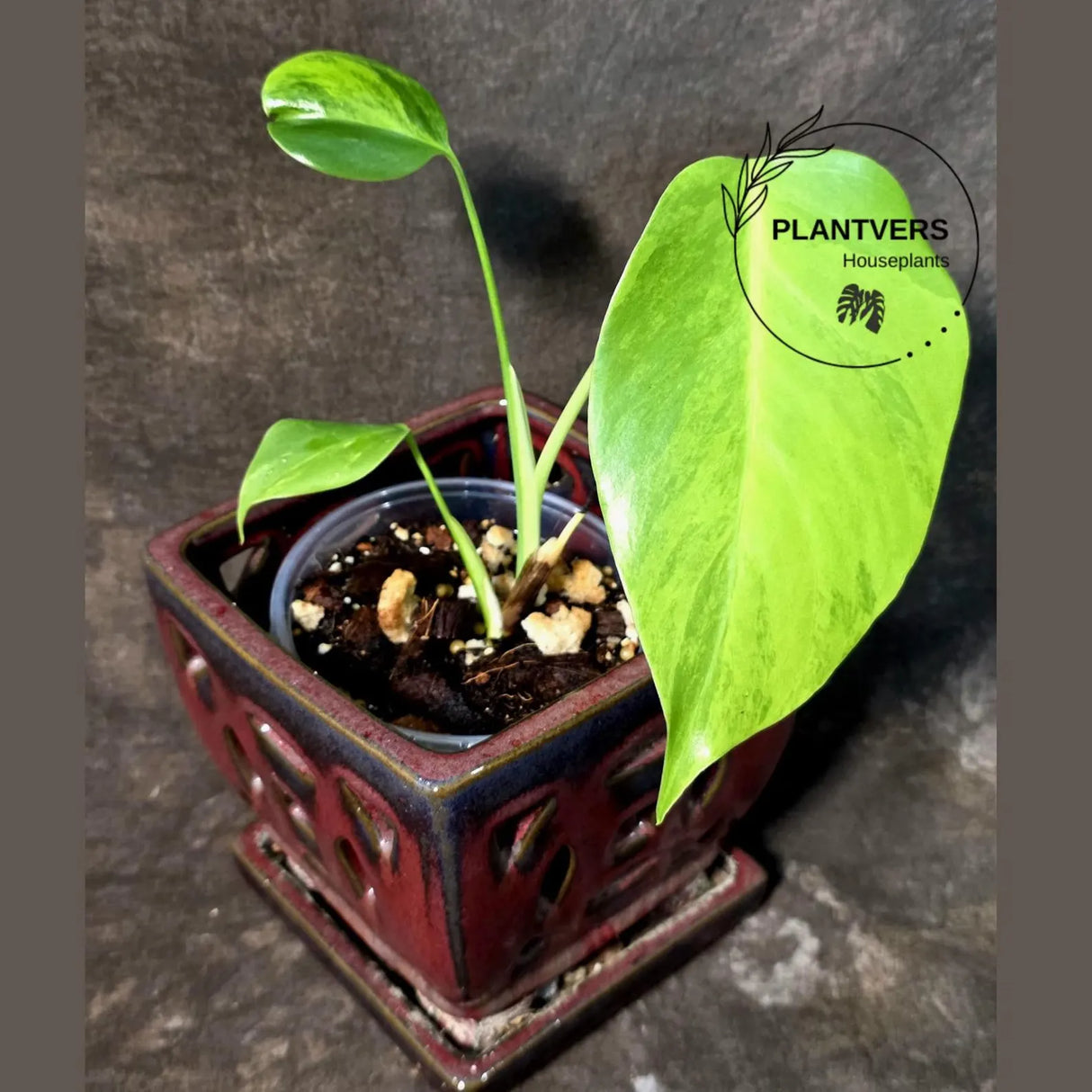 Monstera Aurea Plant – Variegated Tropical Houseplant (June-26-01)