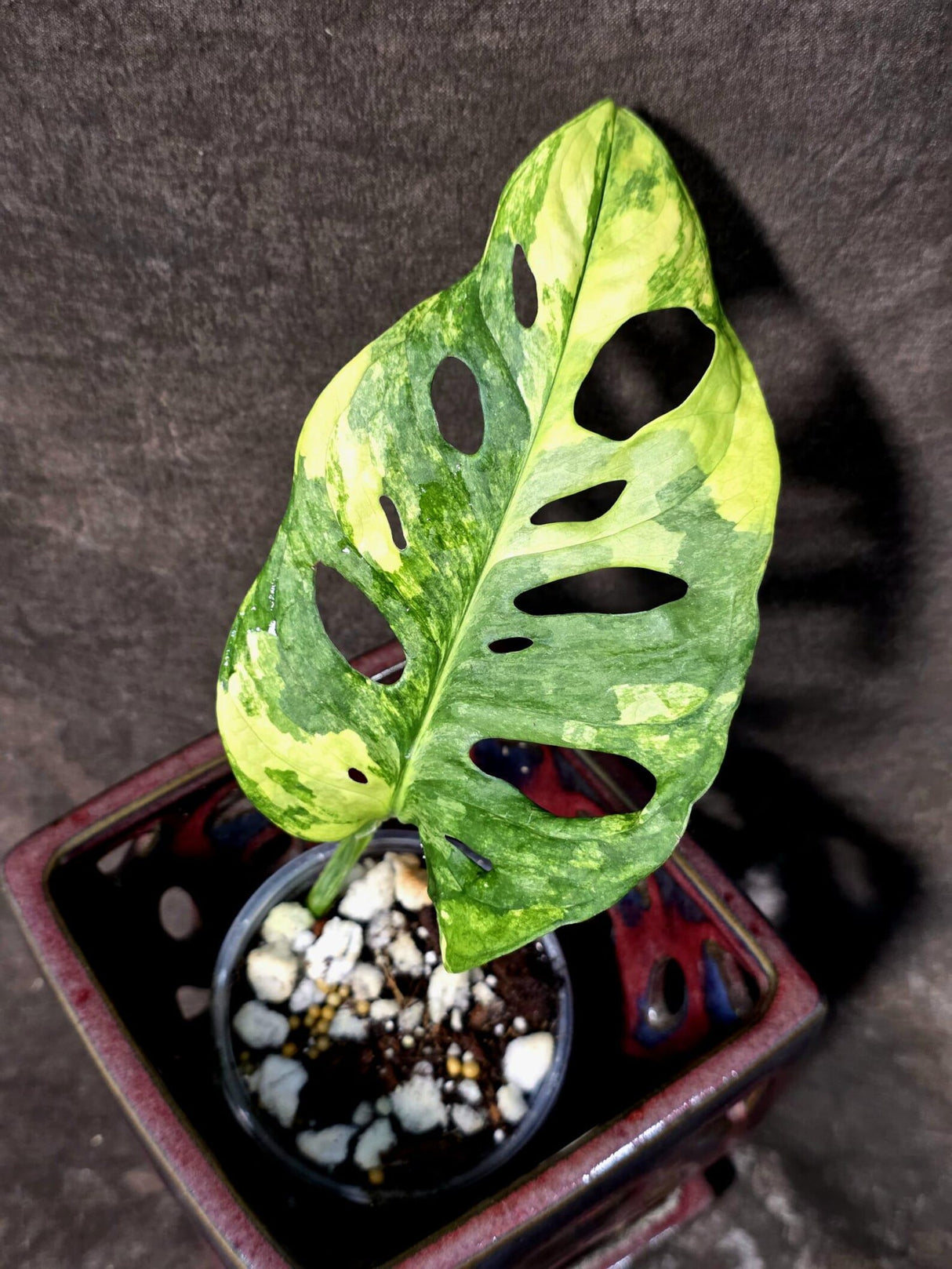 Variegated Monstera Adansonii Albo Live Plant  (June-26-03)