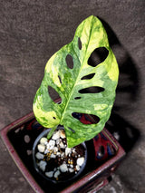 Variegated Monstera Adansonii Albo Live Plant  (June-26-03)