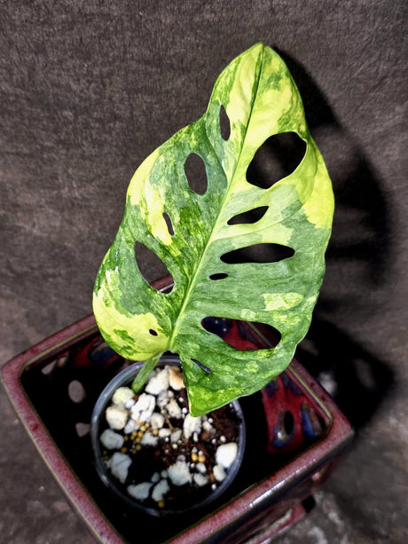 Variegated Monstera Adansonii Albo Live Plant  (June-26-03)