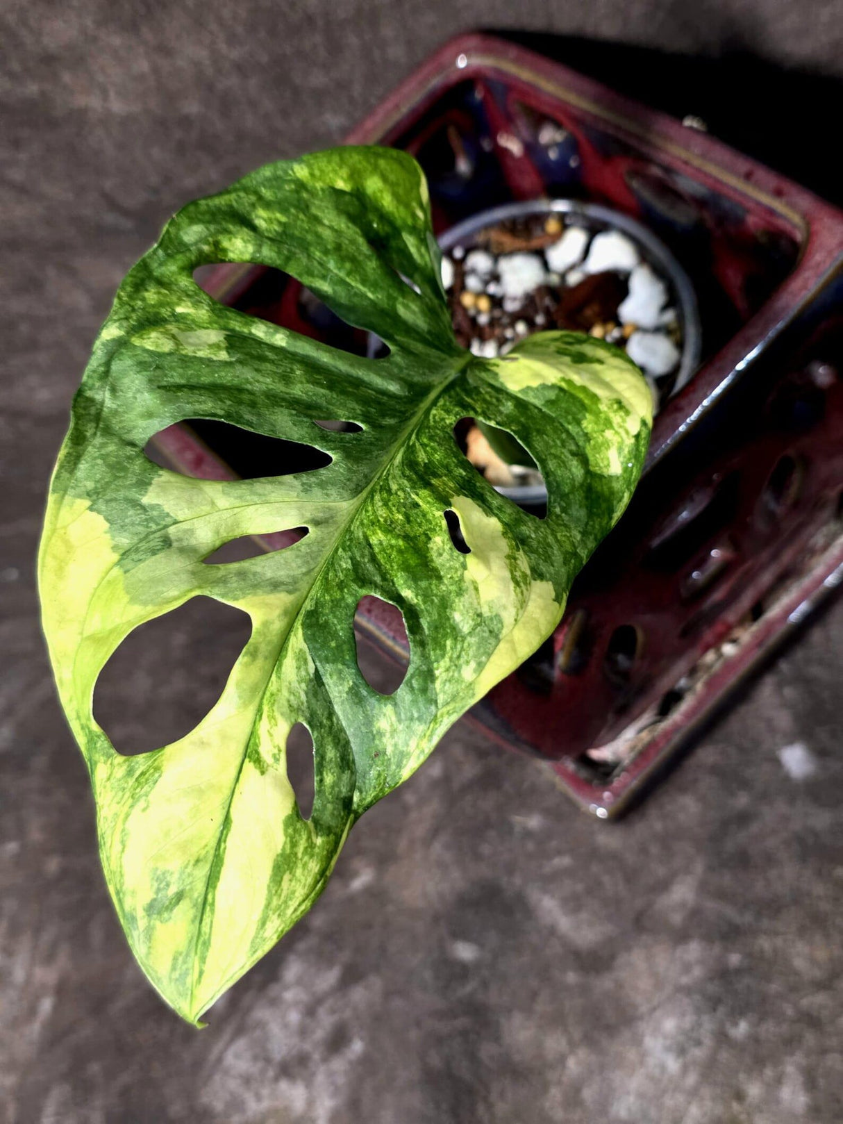 Variegated Monstera Adansonii Albo Live Plant  (June-26-03)