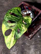 Variegated Monstera Adansonii Albo Live Plant  (June-26-03)