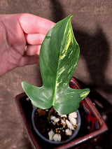 Variegated Philodendron Florida Beauty in a Nursery Pot (June-26-04)