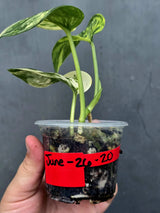 RARE Scindapsus Jade Satin Variegated -(June-26-20)