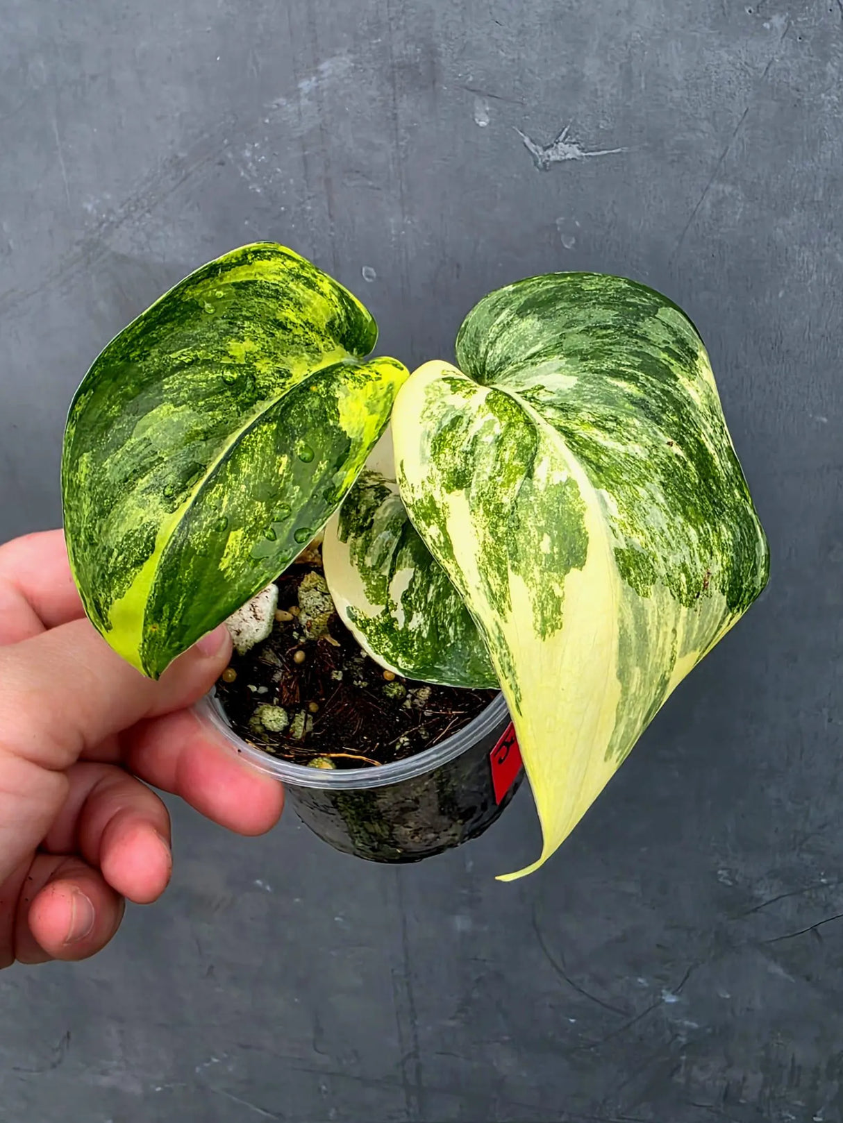 RARE Scindapsus Jade Satin Variegated -(June-26-20)