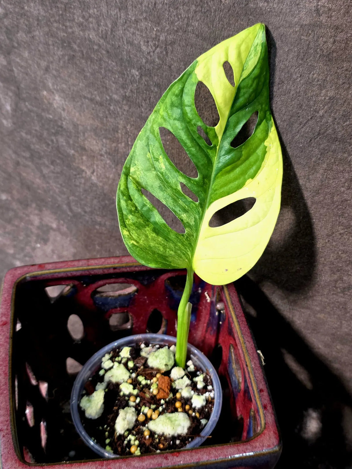 Monstera Adansonii Aurea Variegated - Swiss Cheese Premium (June-26-06)