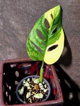 Monstera Adansonii Aurea Variegated - Swiss Cheese Premium (June-26-06)