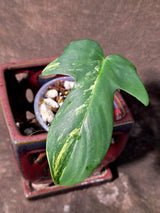 Variegated Philodendron Florida Beauty in a Nursery Pot (June-26-04)